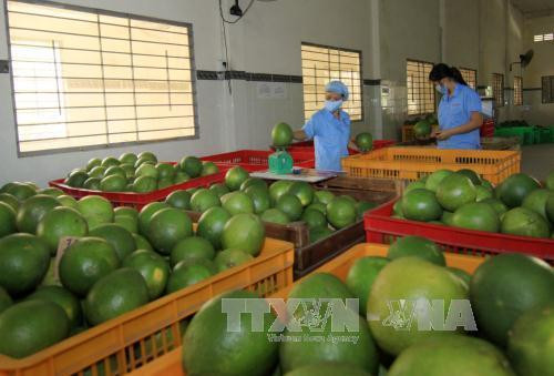 Provincia norvietnamita Phu Tho adopta estrategia para promover marcas comerciales ảnh 3