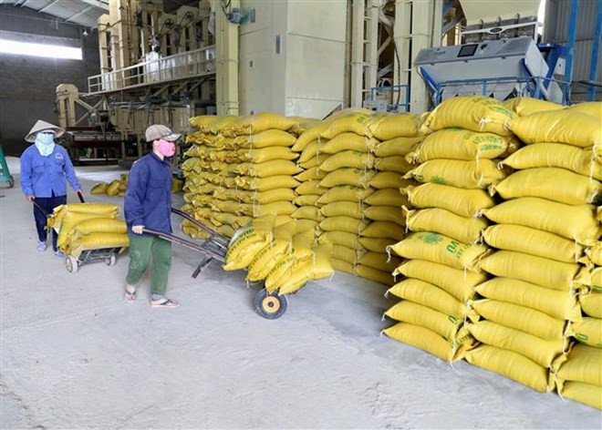 Exportadores de arroz vietnamitas por contrarrestar impactos de guerra comercial Estados Unidos- China ảnh 1 Exportadores de arroz vietnamitas por contrarrestar impactos de guerra comercial Estados Unidos- China ảnh 1