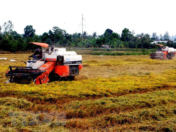 Empresas arroceras vietnamitas enfrentan oportunidades y desafíos de la liberalización comercial ảnh 1 Empresas arroceras vietnamitas enfrentan oportunidades y desafíos de la liberalización comercial ảnh 1