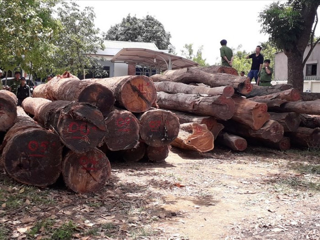 Vietnam y Camboya trabajan contra el comercio ilegal de madera ảnh 1