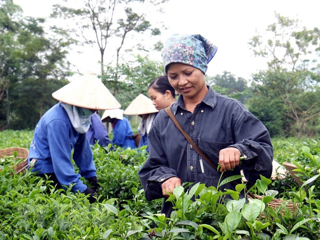 Provincia vietnamita de Phu Tho busca divulgar su marca comercial de té ảnh 1 Provincia vietnamita de Phu Tho busca divulgar su marca comercial de té ảnh 1