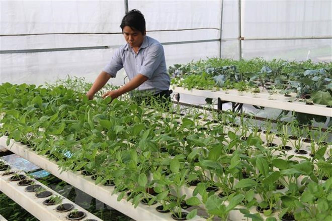 Vietnam y la India aspiran a agilizar lazos en agricultura de alta tecnología ảnh 1 Vietnam y la India aspiran a agilizar lazos en agricultura de alta tecnología ảnh 1