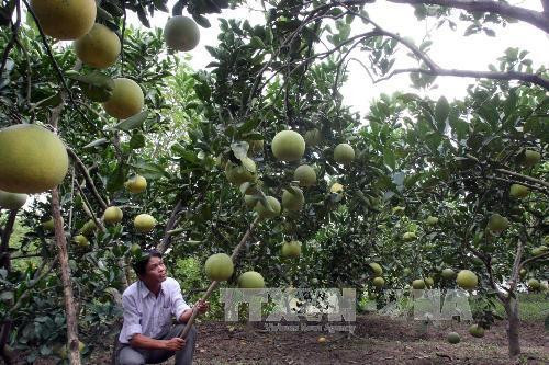 Provincia norvietnamita Phu Tho adopta estrategia para promover marcas comerciales ảnh 2