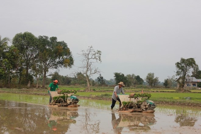 Laos proyecta exportar un millón de toneladas de arroz ảnh 1 Laos proyecta exportar un millón de toneladas de arroz ảnh 1