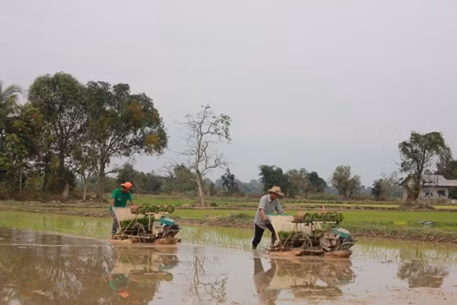 Laos proyecta exportar un millón de toneladas de arroz ảnh 1