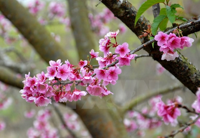Florecerán cerezos japoneses en ciudad norvietnamita de Ha Long ảnh 1 Florecerán cerezos japoneses en ciudad norvietnamita de Ha Long ảnh 1