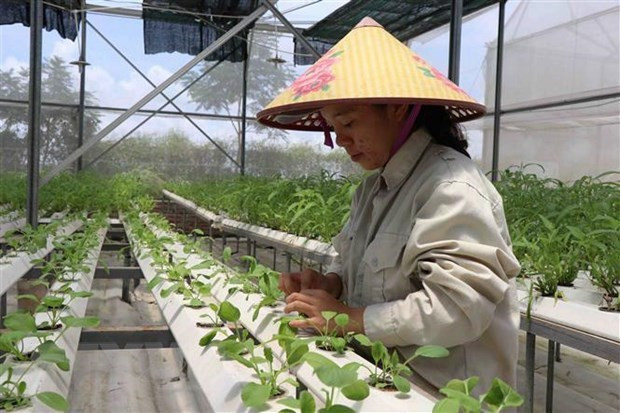 Agricultura: columna vertebral de la economía vietnamita ảnh 1