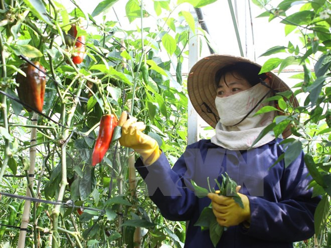 Japón apoya a Vietnam en impulso de agricultura sostenible ảnh 1 Japón apoya a Vietnam en impulso de agricultura sostenible ảnh 1