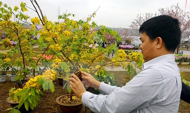 Inauguran Festival de Flores de Cerezo y Ochna de Yen Tu ảnh 1 Inauguran Festival de Flores de Cerezo y Ochna de Yen Tu ảnh 1