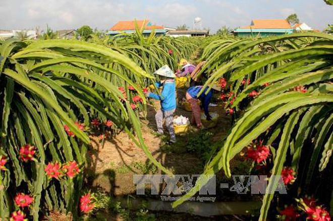 Proyectos agrícolas contribuyen al desarrollo de áreas montañosas en Vietnam ảnh 2 Proyectos agrícolas contribuyen al desarrollo de áreas montañosas en Vietnam ảnh 2