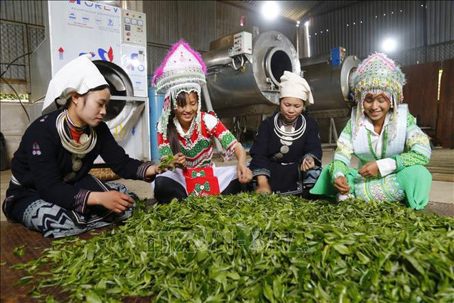 Proyectos agrícolas contribuyen al desarrollo de áreas montañosas en Vietnam ảnh 1 Proyectos agrícolas contribuyen al desarrollo de áreas montañosas en Vietnam ảnh 1