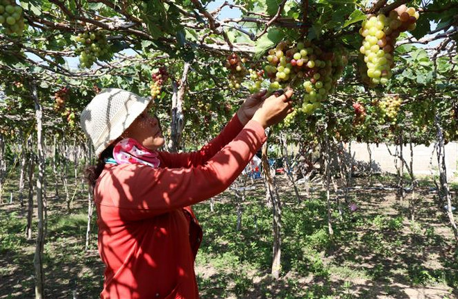 [Fotos] Aldea de cultivo de uva atrae a turistas ảnh 1