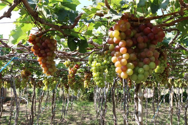 [Fotos] Aldea de cultivo de uva atrae a turistas ảnh 2