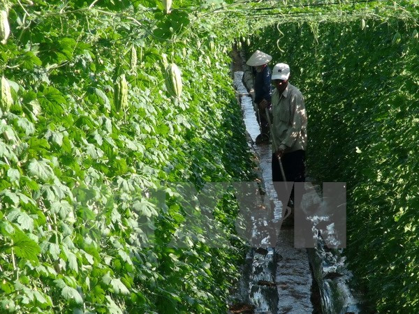 Invierte empresa nipona en proyecto de verduras limpias en Vietnam ảnh 1