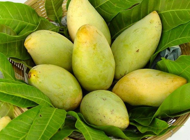 Mango fresco de Vietnam podrá penetrar en mercado estadounidense ảnh 1 Mango fresco de Vietnam podrá penetrar en mercado estadounidense ảnh 1