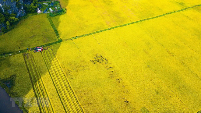 [Foto] Belleza de la temporada de cosecha de arroz en Ninh Binh ảnh 6