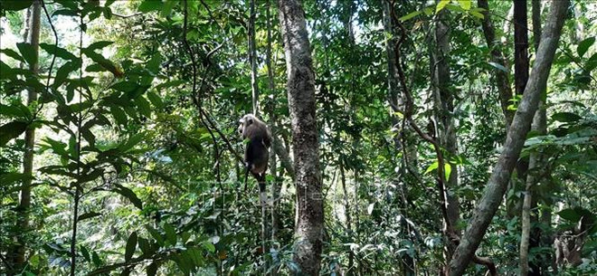 Provincia vietnamita de Binh Phuoc libera animales salvajes al entorno natural ảnh 1 Provincia vietnamita de Binh Phuoc libera animales salvajes al entorno natural ảnh 1