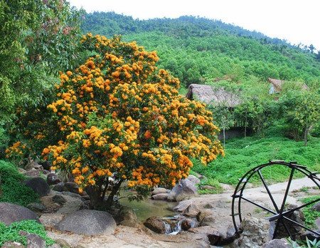 Ri Rung en plena floración embellece paisajes de Da Nang en Vietnam ảnh 1 Ri Rung en plena floración embellece paisajes de Da Nang en Vietnam ảnh 1