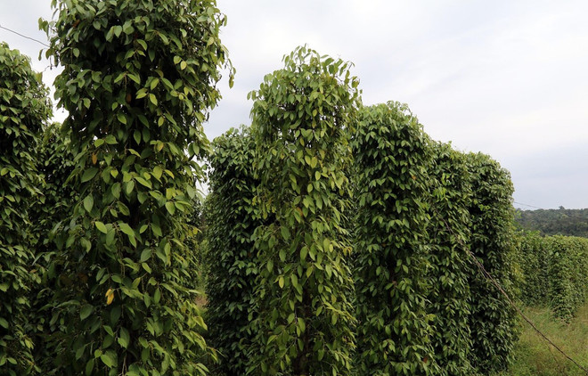 Camboya promoverá exportaciones de pimienta en 2021 ảnh 1 Camboya promoverá exportaciones de pimienta en 2021 ảnh 1