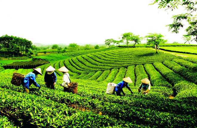 Exportaciones de té vietnamita aumentaron en primer bimestre del año ảnh 1 Exportaciones de té vietnamita aumentaron en primer bimestre del año ảnh 1