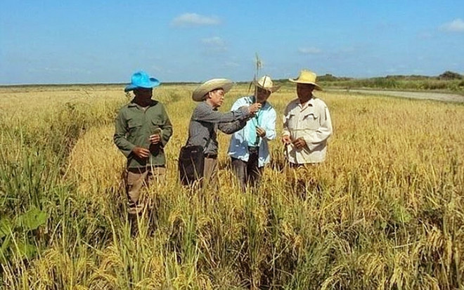 Cuba desea recibir inversiones vietnamitas en agricultura ảnh 1 Cuba desea recibir inversiones vietnamitas en agricultura ảnh 1