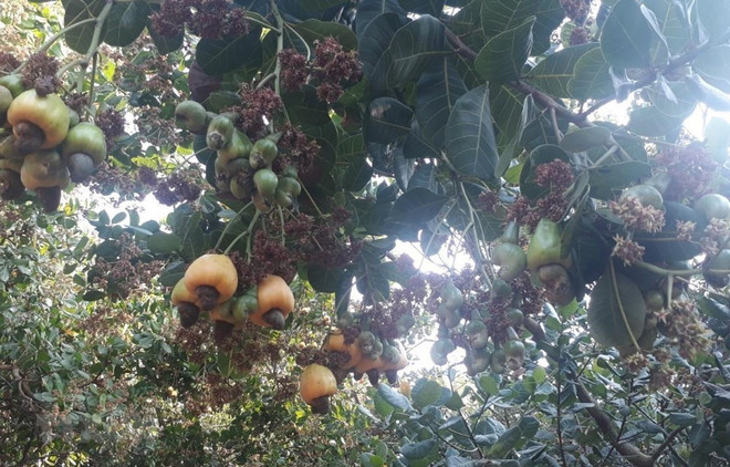 Provincia vietnamita de Binh Phuoc desarrolla cultivo de anacardo ảnh 1 Provincia vietnamita de Binh Phuoc desarrolla cultivo de anacardo ảnh 1