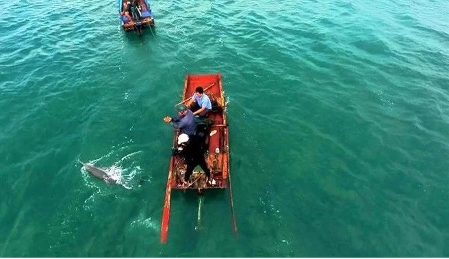 Aparecen delfines y ballenas varias veces en aguas de Co To ảnh 1 Aparecen delfines y ballenas varias veces en aguas de Co To ảnh 1