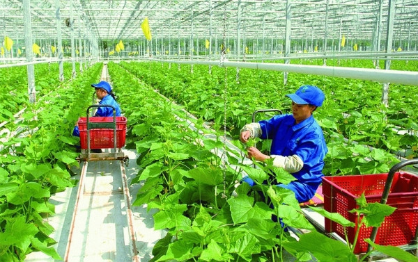 Producción verde ayuda a garantizar agricultura sostenible, según expertos ảnh 1 Producción verde ayuda a garantizar agricultura sostenible, según expertos ảnh 1