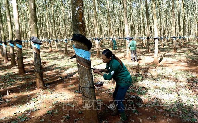 Grupo del caucho aspira a obtener mayores beneficios en 2024 ảnh 1 Grupo del caucho aspira a obtener mayores beneficios en 2024 ảnh 1