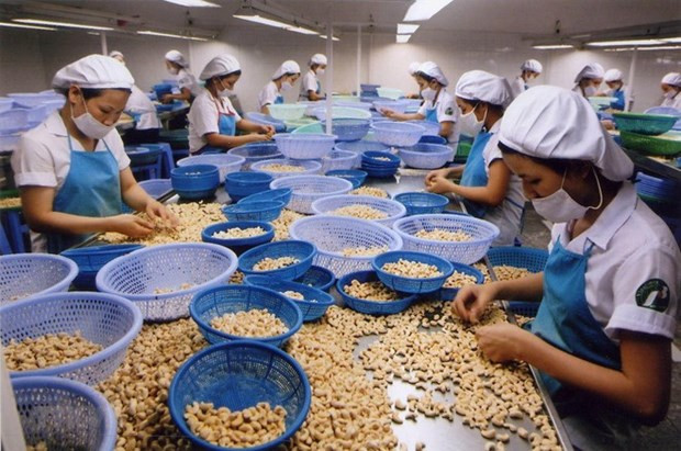 Industria vietnamita de anacardo avanza para mantener primer puesto mundial ảnh 1 Industria vietnamita de anacardo avanza para mantener primer puesto mundial ảnh 1