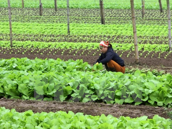 Países Bajos estudia desarrollo de centro de semillero en provincia vietnamita ảnh 1 Países Bajos estudia desarrollo de centro de semillero en provincia vietnamita ảnh 1