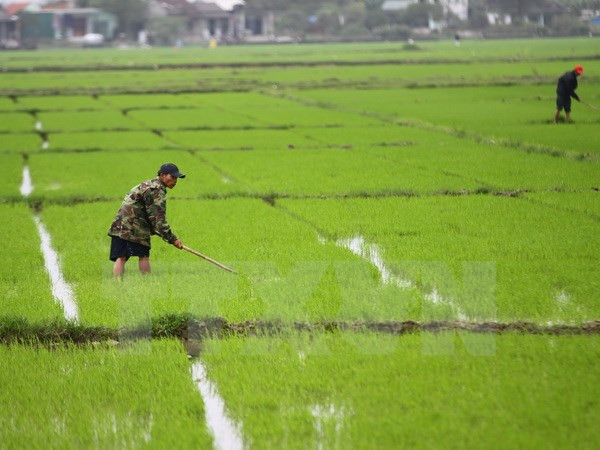 Provincia vietnamita fomenta apoyo a agricultores ante cambio climático ảnh 1 Provincia vietnamita fomenta apoyo a agricultores ante cambio climático ảnh 1