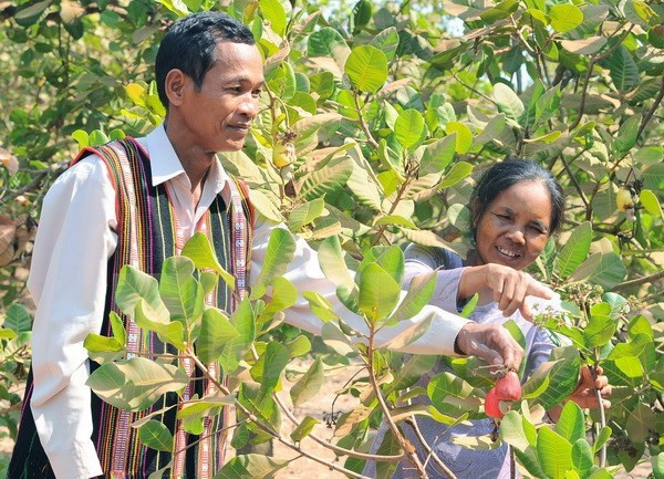 Disminuye cultivo de anacardo en las provincias altiplánicas de Vietnam ảnh 1 Disminuye cultivo de anacardo en las provincias altiplánicas de Vietnam ảnh 1