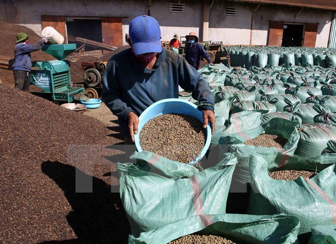 Brasil importará café robusta de Vietnam ảnh 1