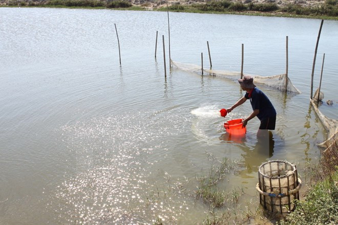 Kien Giang actúa por aumentar producción de camarón de cultivo ảnh 1 Kien Giang actúa por aumentar producción de camarón de cultivo ảnh 1