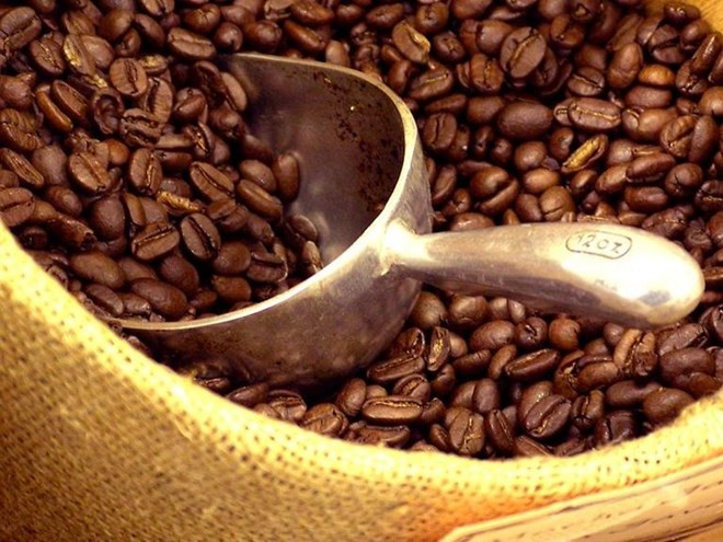 Pronostican baja productividad de café en cosecha 2015-2016 ảnh 1  Pronostican baja productividad de café en cosecha 2015-2016 ảnh 1