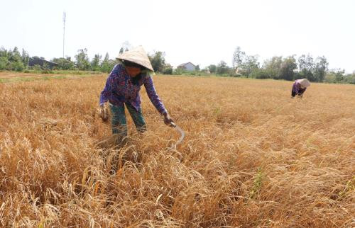 Cambio climático, gran reto para desarrollo sostenible de Delta de río Mekong ảnh 1 Cambio climático, gran reto para desarrollo sostenible de Delta de río Mekong ảnh 1