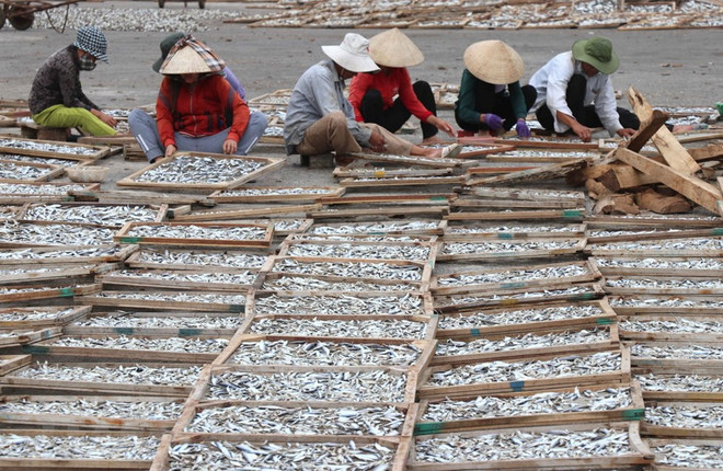 [Foto] Campos de pescados secos en provincia vietnamita de Quang Tri ảnh 2