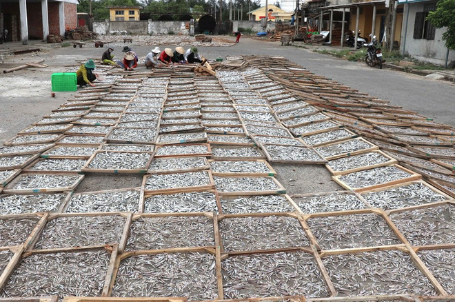 [Foto] Campos de pescados secos en provincia vietnamita de Quang Tri ảnh 1