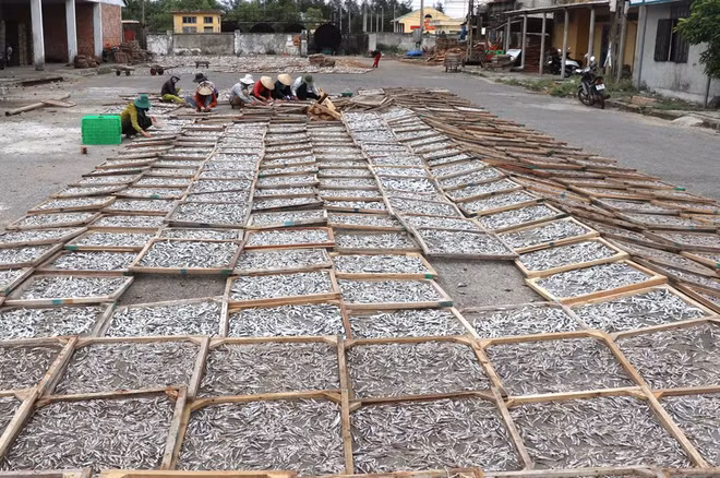 [Foto] Campos de pescados secos en provincia vietnamita de Quang Tri ảnh 1