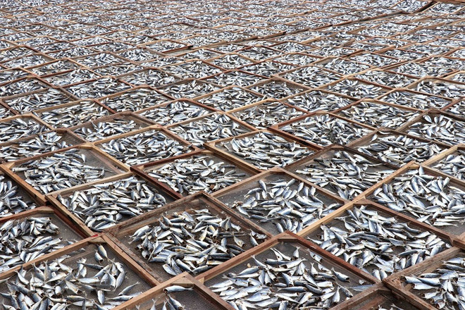 [Foto] Campos de pescados secos en provincia vietnamita de Quang Tri ảnh 4