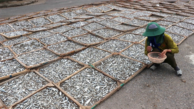 [Foto] Campos de pescados secos en provincia vietnamita de Quang Tri ảnh 3