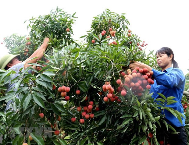 Llegarán expertos japoneses a Vietnam para revisar lotes exportables de lichi ảnh 1 Llegarán expertos japoneses a Vietnam para revisar lotes exportables de lichi ảnh 1
