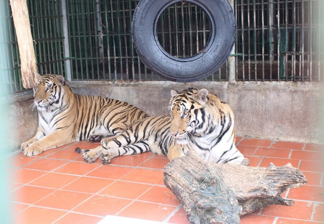 ONU resalta esfuerzos vietnamitas contra crímenes relacionados con animales salvajes ảnh 1 ONU resalta esfuerzos vietnamitas contra crímenes relacionados con animales salvajes ảnh 1