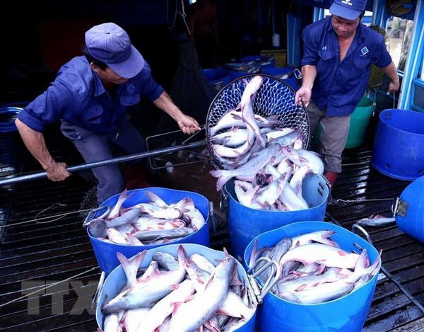Vietnam goza de beneficios por reconocimiento del sistema de control finosanitario de pescado Tra ảnh 2 Vietnam goza de beneficios por reconocimiento del sistema de control finosanitario de pescado Tra ảnh 2