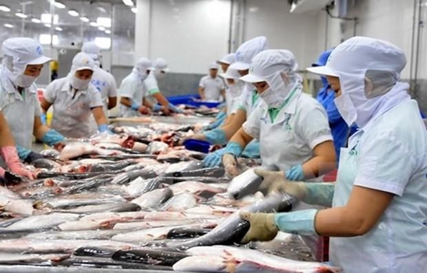 Vietnam goza de beneficios por reconocimiento del sistema de control finosanitario de pescado Tra  ảnh 1 Vietnam goza de beneficios por reconocimiento del sistema de control finosanitario de pescado Tra  ảnh 1