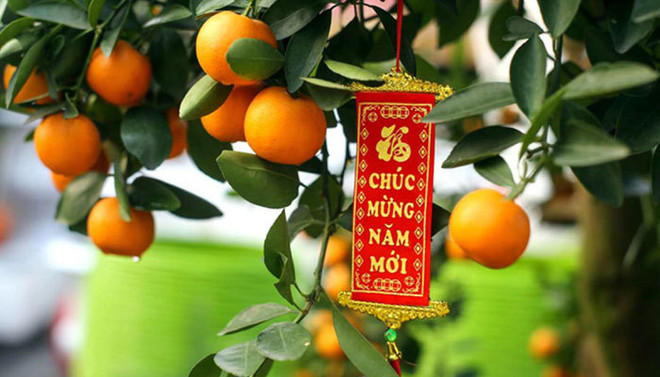 Significado del kumquat en costumbres tradicionales del Tet vietnamita ảnh 1 Significado del kumquat en costumbres tradicionales del Tet vietnamita ảnh 1