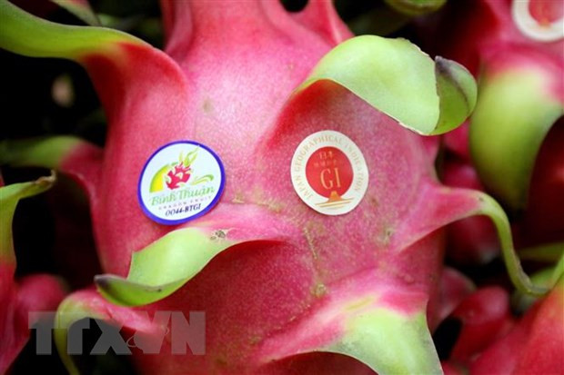 Certifican en Japón indicación geográfica de fruta del dragón de provincia vietnamita ảnh 1 Certifican en Japón indicación geográfica de fruta del dragón de provincia vietnamita ảnh 1