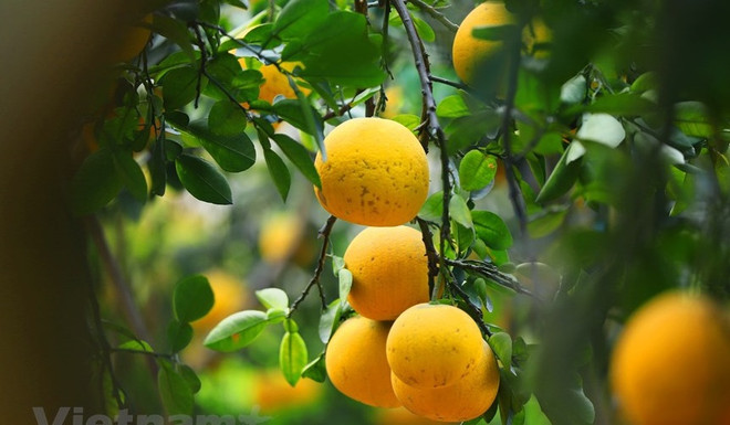 Pomelo vietnamita entrará en mercado estadounidense ảnh 1