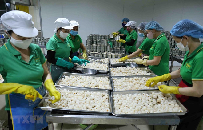 Vietnam ingresa casi dos mil millones de dólares por ventas de frutas y vegetales ảnh 1